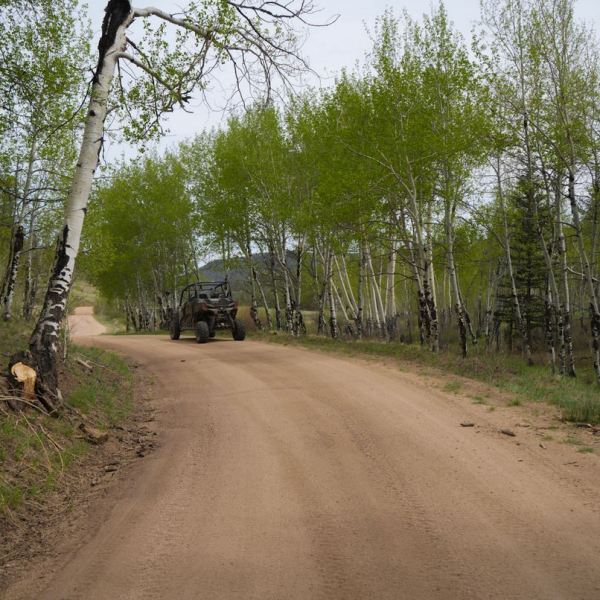 a path with trees on the side of a dirt road